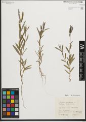Foto von Salix purpurea L.